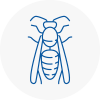 Lydd Wasp Nest Removal